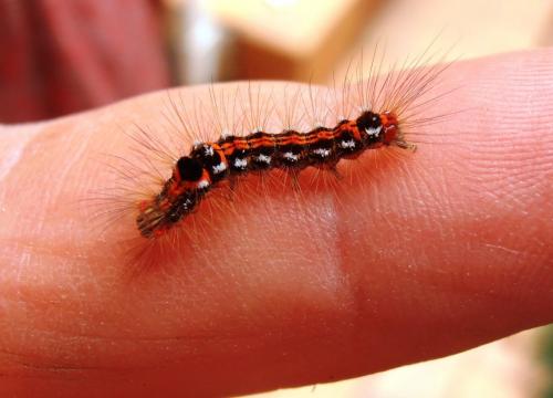 Euproctis similis
